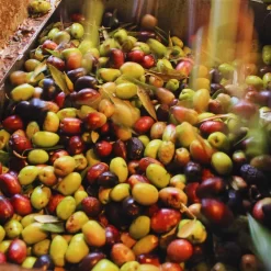 Aceitunas durante la producción - Visita a la Fábrica de Aceite de Oliva de Maipú