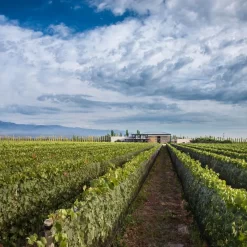 Private tour in 3 wineries in Luján de Cuyo or Maipú