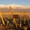 Pruning experience in Mendoza’s best vineyards