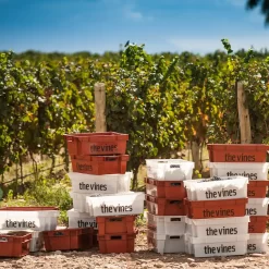 ¡Ven a vendimiar! Tour de vendimia en bodegas de Mendoza