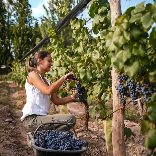 Come and harvest! Harvest tour in Mendoza wineries