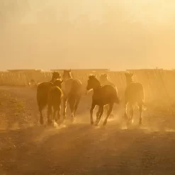 Cavalgada crioula: dia de tradição argentina