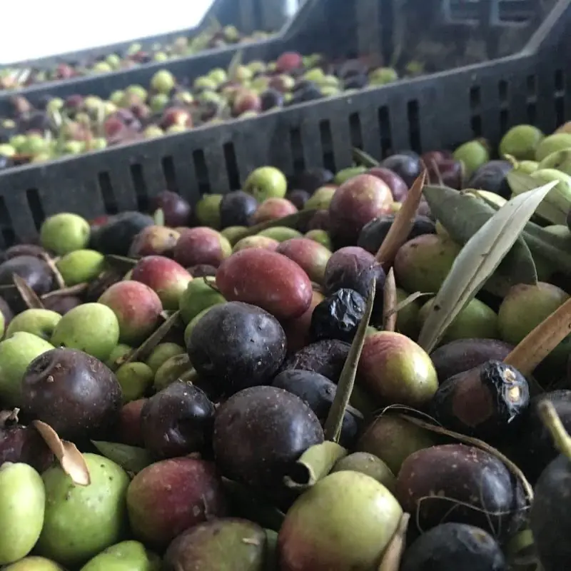 Excursión económica de bodegas.