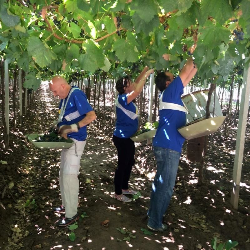 grape picking