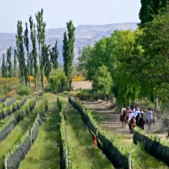 Ridehorsing in a winery