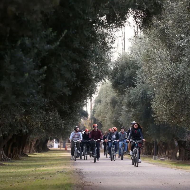 Cycling group riding through a tree-lined road in Mendoza.