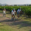 Bicicleta y vino en los viñedos