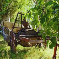 Passeio em uma vinícola