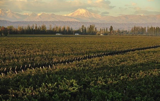 Bodega Mendel