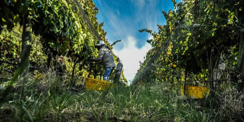 Bodega Carmelo Patti