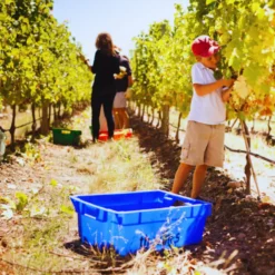 Actividad de vendimia para niños en viñedos - Ruta del Vino en Familia por Mendoza