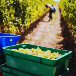 Vendimia en los viñedos del Valle de Uco - Family Wine Tour