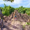 Actividad infantil en los viñedos - Family-Friendly Wine Tour Valle de Uco