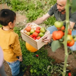 Family harvesting vegetables – Kids Friendly Farm Experience
