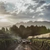Viñedos al amanecer - Ruta del Vino de Mendoza