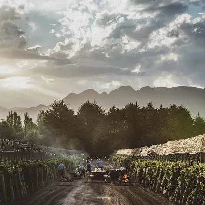 Vineyards at sunrise – Mendoza Wine Route