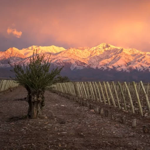 Private tour in 3 wineries in North Uco Valley