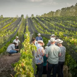 Visita técnica al viñedo
