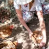 Kids feeding farm animals – Family Field Day Finca San Ignacio
