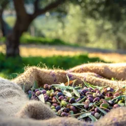 Private tour in 2 wineries and 1 olive oil factory in Maipú with standard tasting