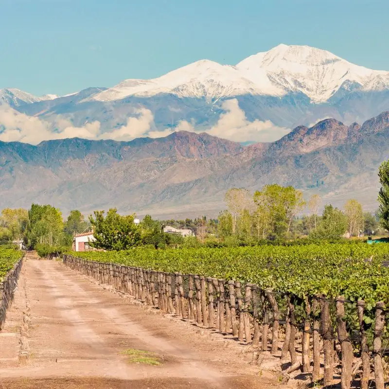 Vineyards stretching toward the Andes in Luján de Cuyo—a postcard view from Argentina's wine country.