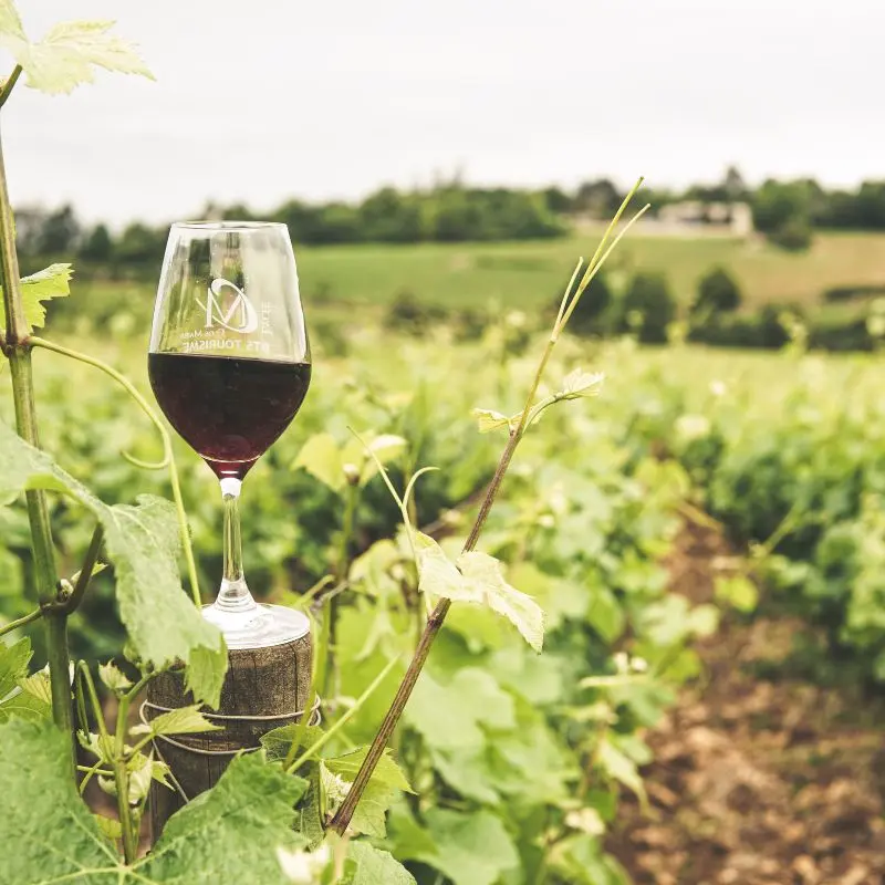 A perfect pour, right where it all begins — among the vines.