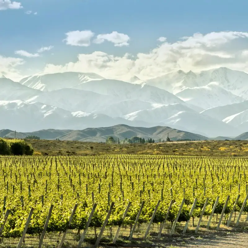 Vineyards framed by the majestic Andes in Uco Valley.