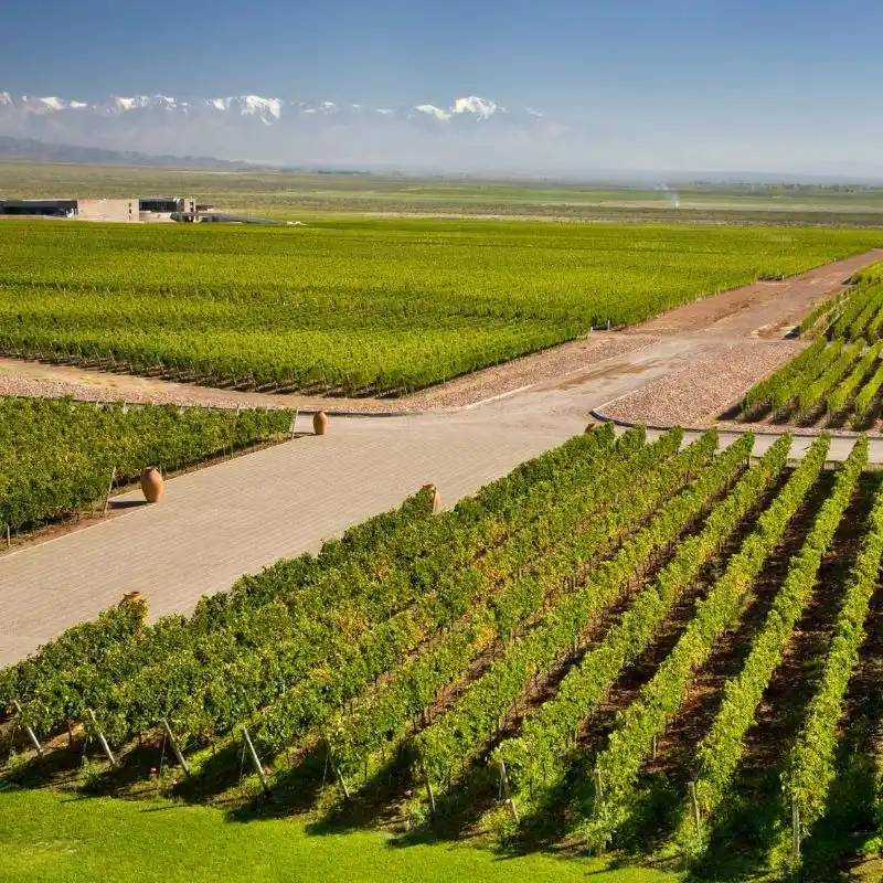 Rows of vineyards stretching under the Andean sun.