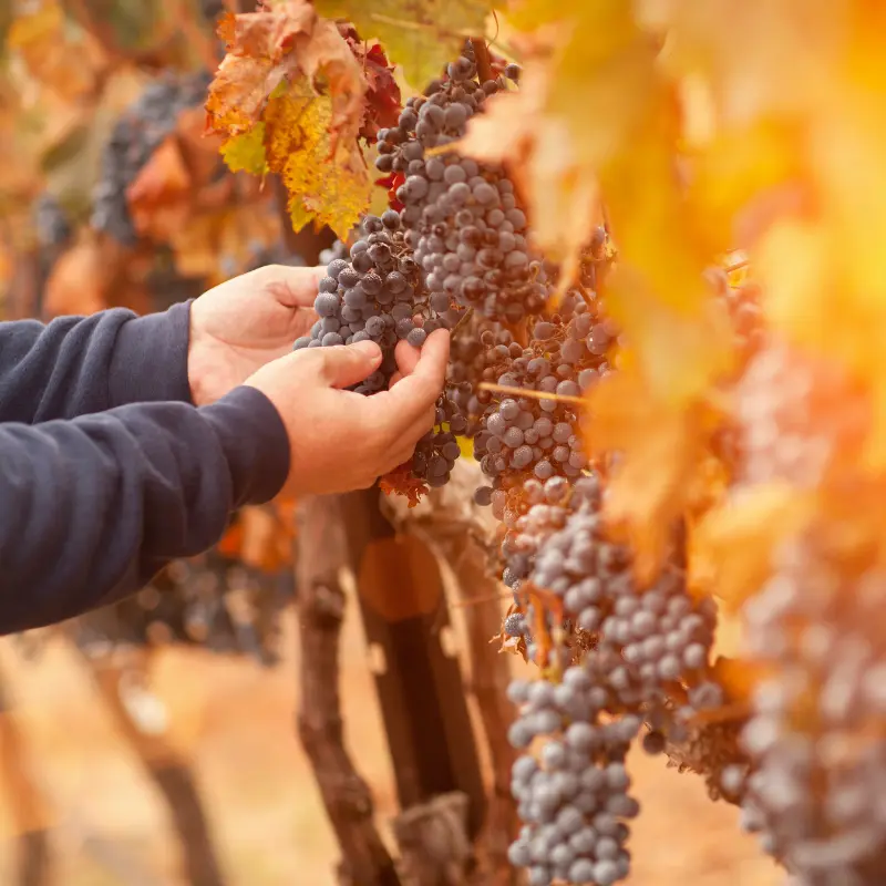 Harvesting ripe Malbec grapes in autumn