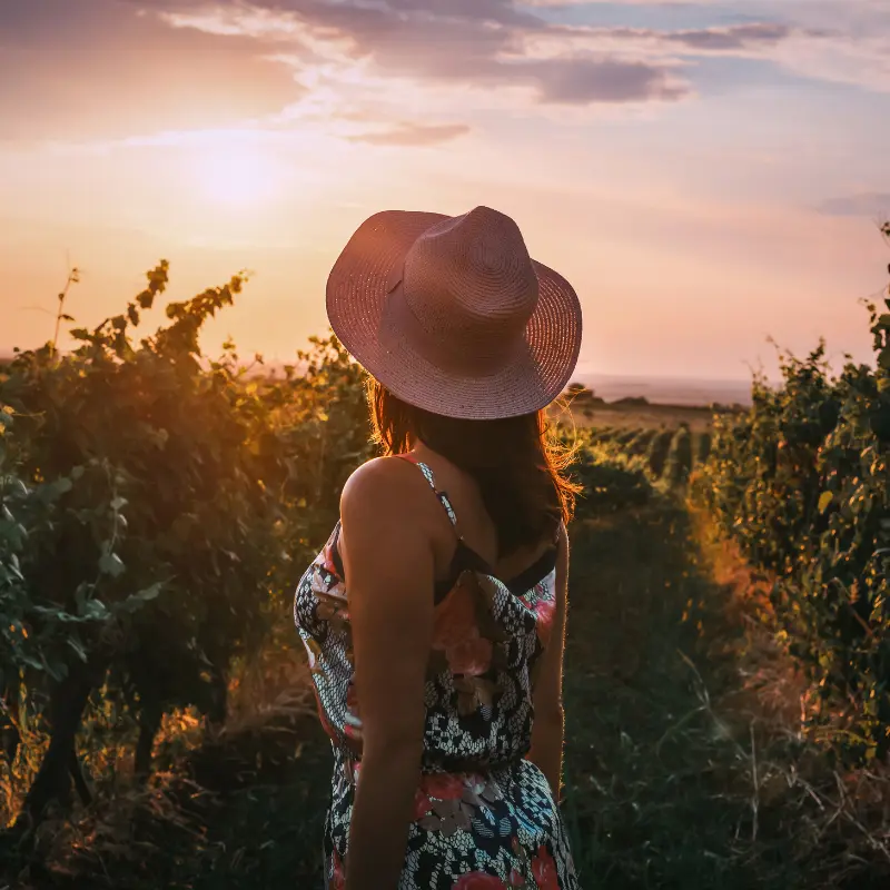 Sunset walk among high-altitude vines