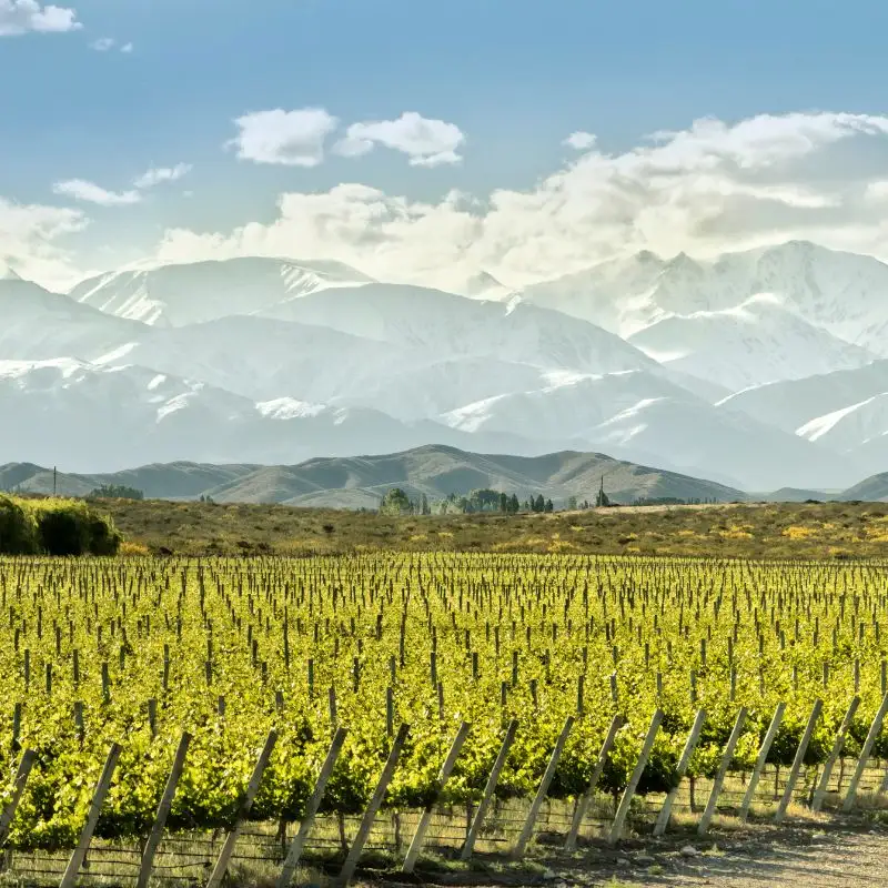 Uco Valley vineyards with the Andes in the background – Mendoza’s wine country in full glory.