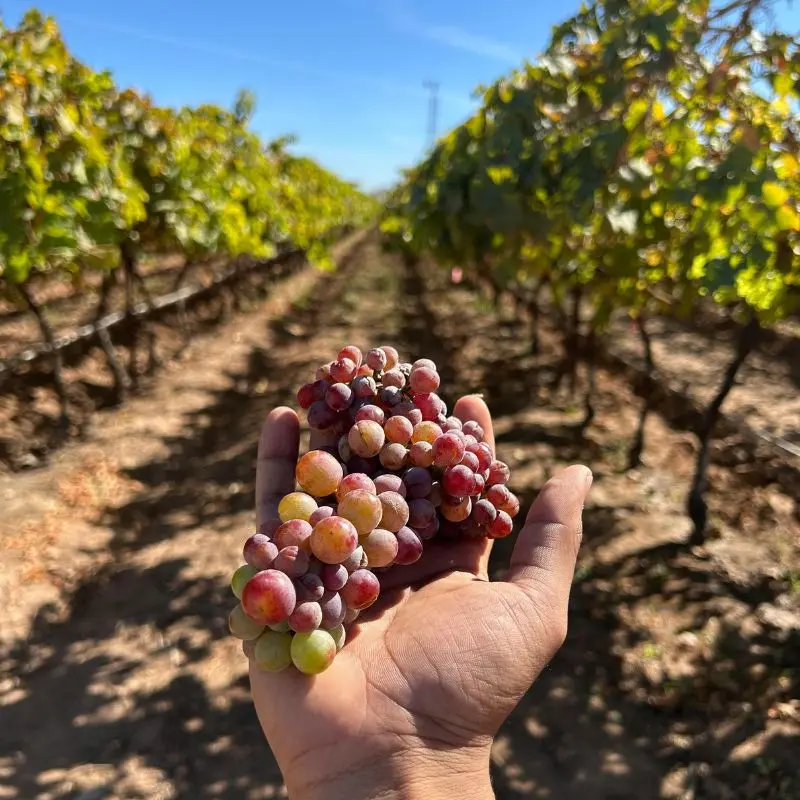 Época da colheita nos vinhedos de Mendoza