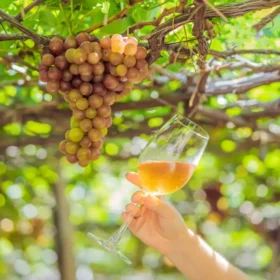 From vine to glass—experience terroir firsthand in Uco Valley.