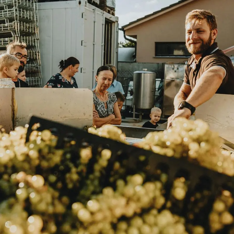 Tiempo de vendimia: únase a los vinicultores en plena temporada de vendimia.