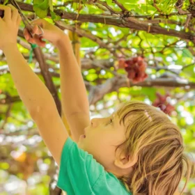Diversión en la vendimia: los niños disfrutan de los viñedos con sus propias manos.