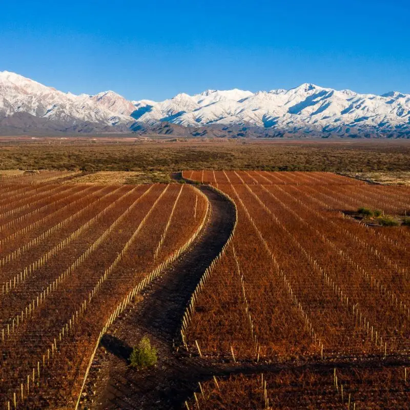 As fileiras de vinhedos se estendem em direção às montanhas no final do outono.