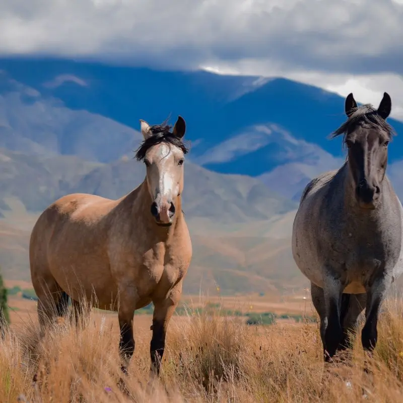 Cavalos andinos circulando livremente no sopé do Vale de Uco.