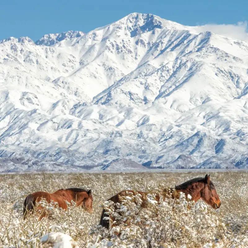 Cavalos andando em um campo nevado aos pés dos Andes.