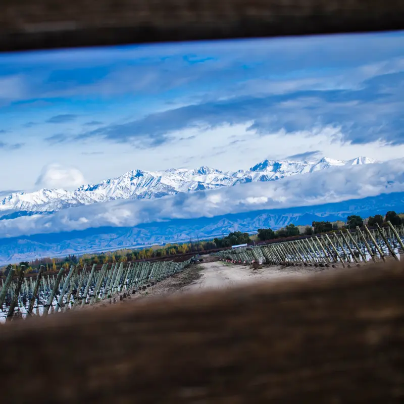 Viñedos de altura enmarcados por el horizonte nevado de los Andes.