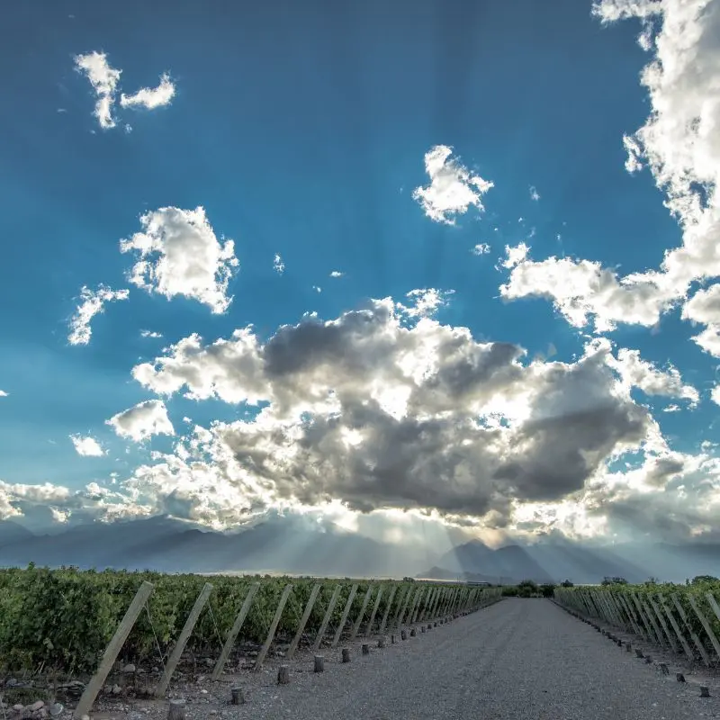 Estrada de vinhedos sob um céu dramático de verão no Vale de Uco, em Mendoza.