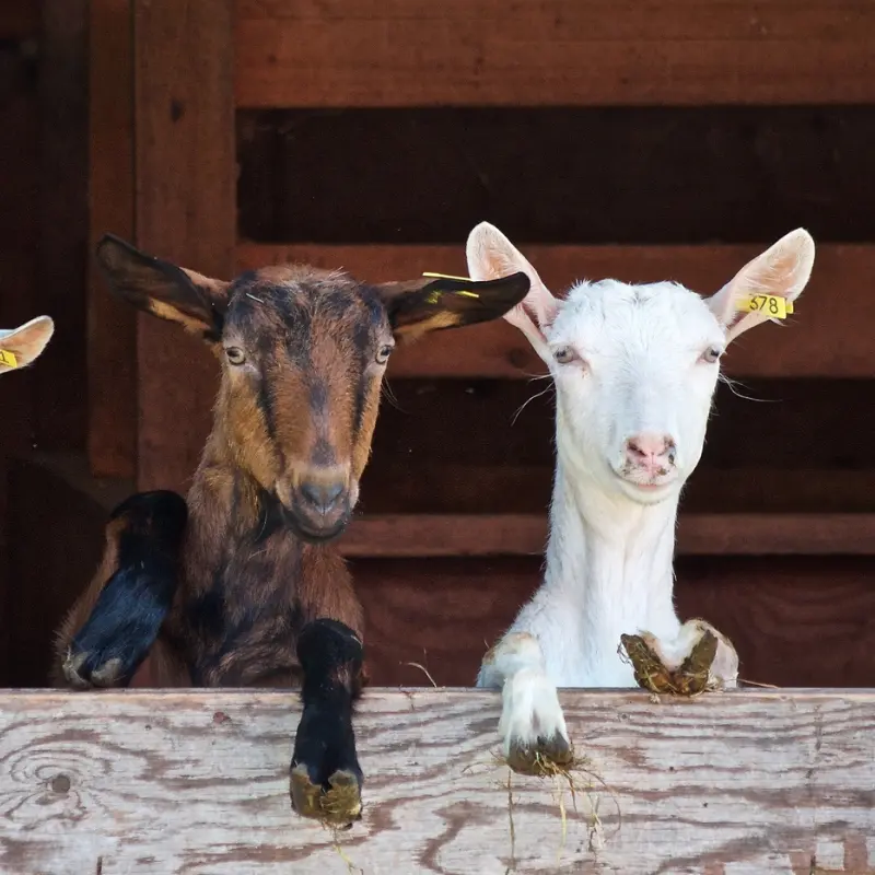 Meet the animals: interactive farm experiences for kids.