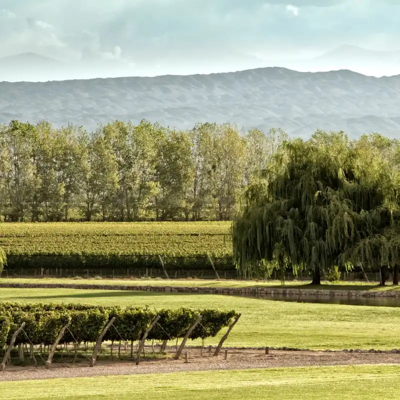 Vinhedos no sopé da Cordilheira dos Andes, em Mendoza