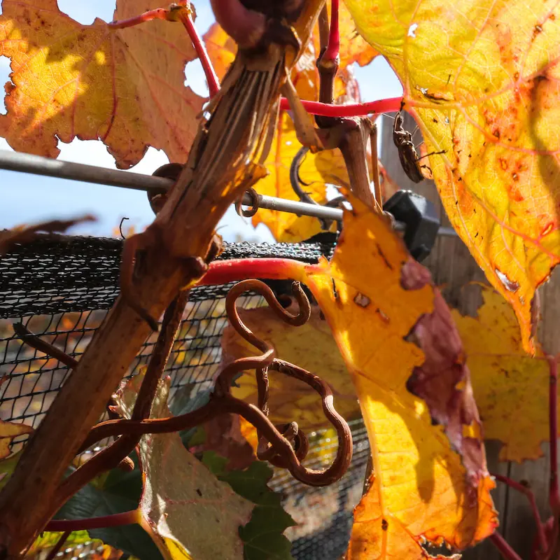 High-altitude terroir: autumn colors in Uco Valley vineyards.