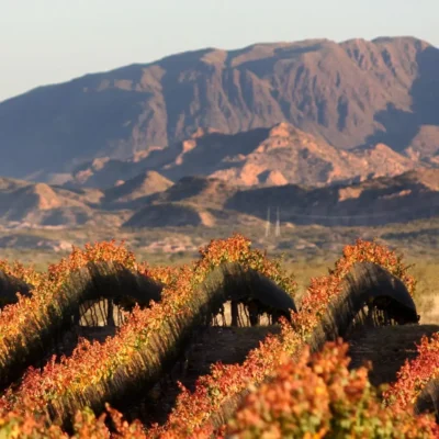 Viñedos en Cuadro Benegas con la cordillera de los Andes como telón de fondo
