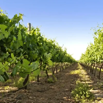 Hileras de viñedos en Bodega La Mansa, San Rafael, Mendoza.