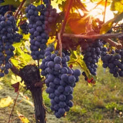 Ruta del Vino de San Rafael - Uvas Malbec en el viñedo.