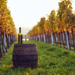 Ruta del Vino de San Rafael - Botella de vino blanco y copas entre viñedos.