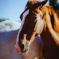 Cavalo usado durante a Rota San Martín – Travessia a cavalo dos Andes em 6 dias