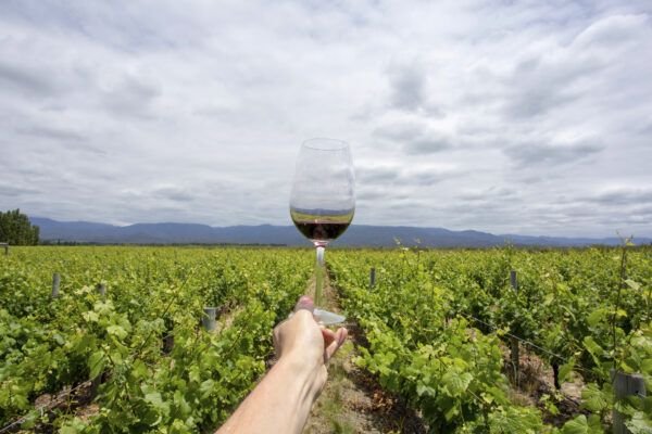 Degustação de vinhos em um vinhedo de Mendoza, com os Andes ao fundo — SAK Wine & Travel